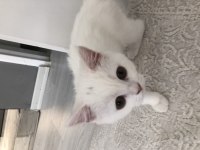 4,5 aylık british longhair yavrumuz