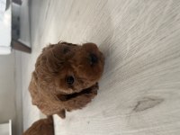 Teslime hazır poodle bebeklerimiz