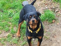 2 yaşında erkek rottweiller