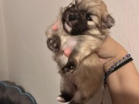 POMERANİAN BOO TEDDY BEAR