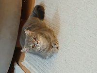 11 aylık dişi british shorthair
