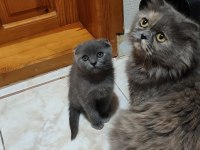 Anne ve yavruları kediler