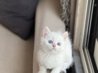 Beyaz Pamuk Britsh Shorthair Yavrum