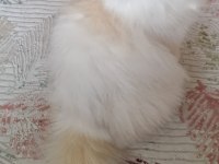 Secereli British Longhair Yetişkin Dişi BY1133
