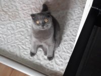 Scottish fold erkek