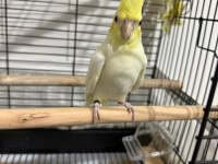 3 aylık sultan papağanı bebek