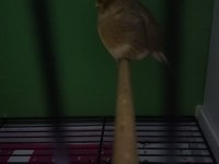 Güzel kanaryalar