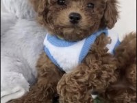 Toy Poodle Sağlıklı Köpeğim