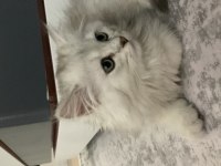 9 aylık oyuncu british longhair oğlumuz