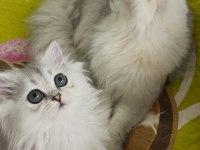 scottish fold ve straight bebeklerim 65 günlük oldular