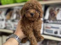 Toy Poodle Kg Garantili Yavrularımız