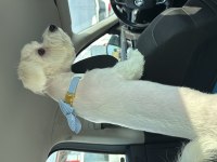 Maltese terrier 7 aylık