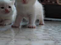 British shorthair karne hediyesi kediler