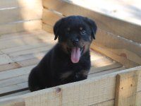 ROTTWEİLER YAVRULARI YENİ AİLELERİNİ BEKLİYOR!