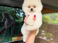 AYICIK SURAT POMERANİAN BOO