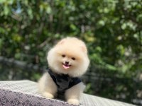 Pomeranian boo safkan ayı surat bebeklerim