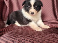 Border Collie Yavruları