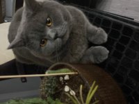 Acil british shorthair sahiplendirilecek