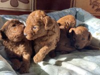 Aşılı Red Brown Toy Poodle