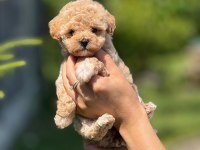 POFUDUK POFUDUK GÜZELLİK ABİDESİ MALTİPOO BEBEKLERİM