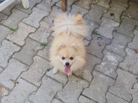 Bu güzelliklerde benden gelsin pomeranian