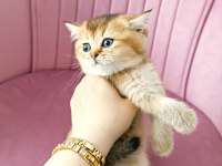 British shorthair yavrular teslime hazır
