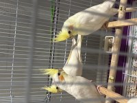 Henüz 1 aylık olmamış Sultan Papağını Yavruları