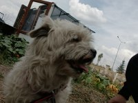 Malta terrier köpeğimiz sahiplendirilecek