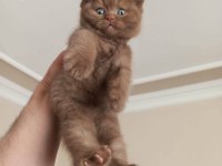 Cinnamon Bicolor British Shorthair
