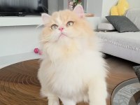 British Longhair Kedilerim