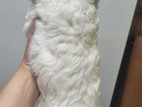 0 numara maltese terrier bebekler