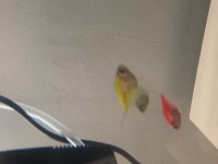 Trans Genetic Tetra