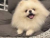 Teddy Surat Scr Ve Pasaportlu Pomeranian