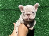 Avrupadan Türkiyeye French Bulldog