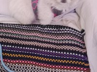 Safkan pekinez köpekler