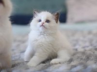 Türkiyenin En Değerli Kedisi Ragdoll