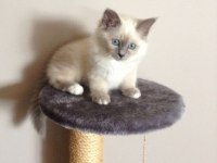SİYAM KEDİSİ MAVİ GÖZ ORJİNAL CANLI GELİP BAKABİLİRSİNİZ