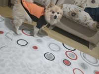 Pomeranian uyguna sahiplendirilecek eşyaları ile verilecek