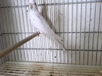 Dişi albino sultan papağanı