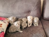 Scottish fold kedimiz