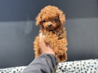 Petmode köpek çiftliğinden tea cup poodle