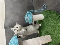 British shorthair yavru kediler