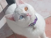 Yavru british shorthair kedimiz