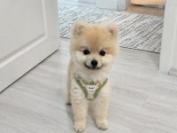 1 Yaşında Cipli Pomeranian Boo Aşıları Tamamladı