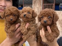 Toy poodle yavrularımız