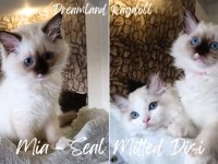 1.SINIF KALİTE ŞECERELİ BEBEKLER YENİ YUVALARINI ARIYOR KEDİ