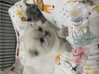 Saf kan scottish fold ve blue point yavrular