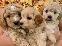 Maltipoo bebekler tüy dökmez koku yapmaz