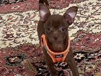 Şivava pinscher