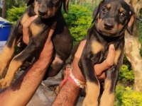 Profesyonel üretim çifliğinden Doberman kapıda ödeme